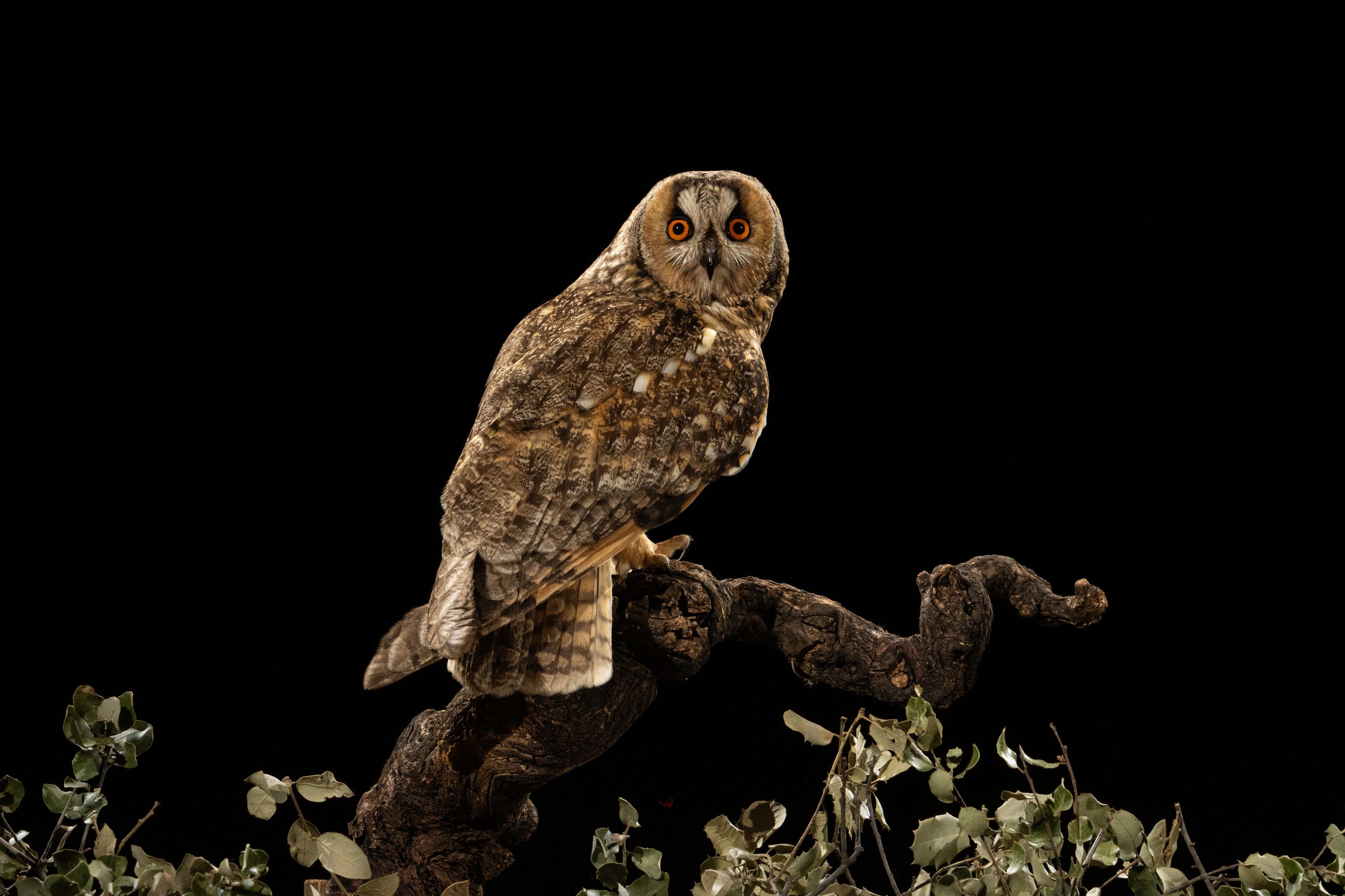 4 Hide de Namen abril 2026-15042026-9P3A7072